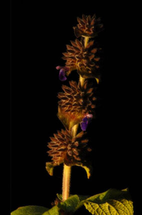 DEFENSAS QUIMICAS DE LAS PLANTAS CONTRA INSECTOS, HONGOS Y OTRAS HIERBAS