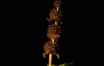 DEFENSAS QUIMICAS DE LAS PLANTAS CONTRA INSECTOS, HONGOS Y OTRAS HIERBAS