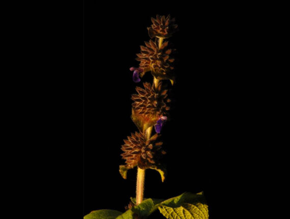 DEFENSAS QUIMICAS DE LAS PLANTAS CONTRA INSECTOS, HONGOS Y OTRAS HIERBAS