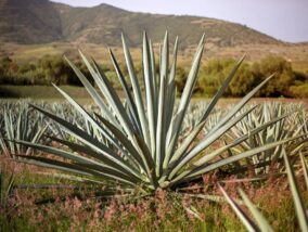 MAGUEY: EL ÁRBOL DE LAS MARAVILLAS