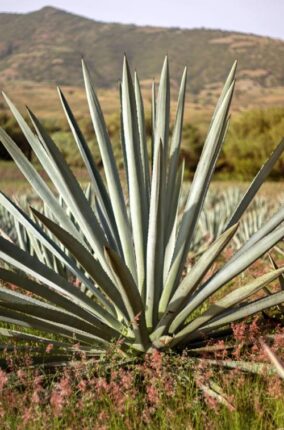 MAGUEY: EL ÁRBOL DE LAS MARAVILLAS