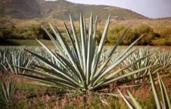 MAGUEY: EL ÁRBOL DE LAS MARAVILLAS