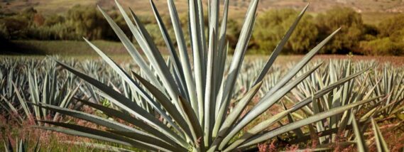 MAGUEY: EL ÁRBOL DE LAS MARAVILLAS