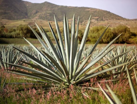 MAGUEY: EL ÁRBOL DE LAS MARAVILLAS