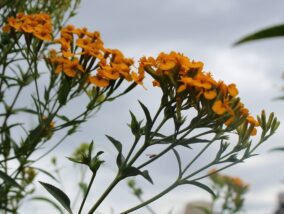 EL PERICÓN: UNA PLANTA MEXICANA DE GRAN IMPORTANCIA CULTURAL, MEDICINAL Y CULINARIO