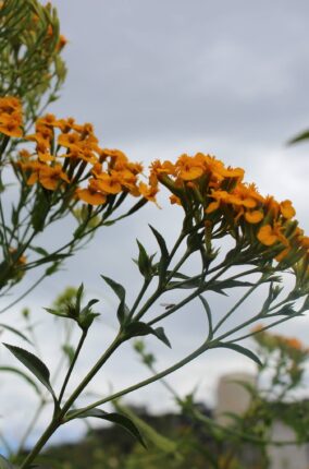 EL PERICÓN: UNA PLANTA MEXICANA DE GRAN IMPORTANCIA CULTURAL, MEDICINAL Y CULINARIO
