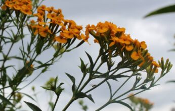 EL PERICÓN: UNA PLANTA MEXICANA DE GRAN IMPORTANCIA CULTURAL, MEDICINAL Y CULINARIO