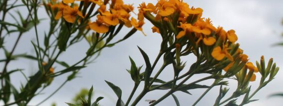 EL PERICÓN: UNA PLANTA MEXICANA DE GRAN IMPORTANCIA CULTURAL, MEDICINAL Y CULINARIO