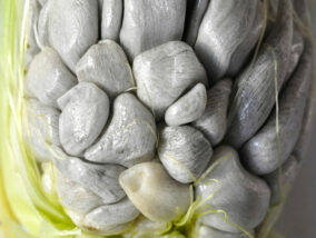 HUITLACOCHE: UN MANJAR DIVINO, UNA VALIOSA MEDICINA O UNA DESAGRADABLE PLAGA