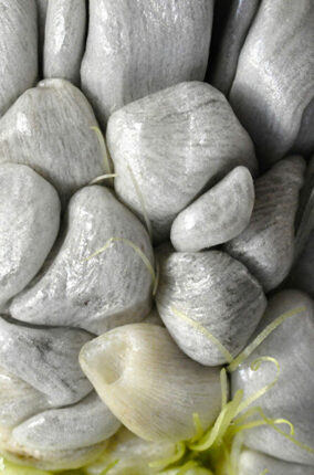 HUITLACOCHE: UN MANJAR DIVINO, UNA VALIOSA MEDICINA O UNA DESAGRADABLE PLAGA