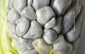 HUITLACOCHE: UN MANJAR DIVINO, UNA VALIOSA MEDICINA O UNA DESAGRADABLE PLAGA