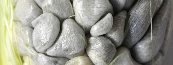 HUITLACOCHE: UN MANJAR DIVINO, UNA VALIOSA MEDICINA O UNA DESAGRADABLE PLAGA