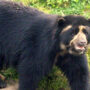 EL OSO ANDINO