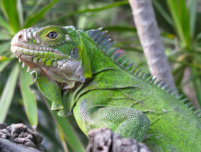 IGUANAS Y ADN