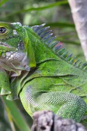 IGUANAS Y ADN