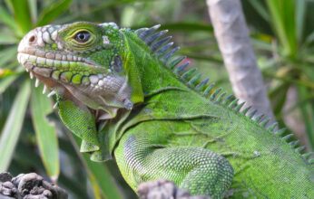 IGUANAS Y ADN