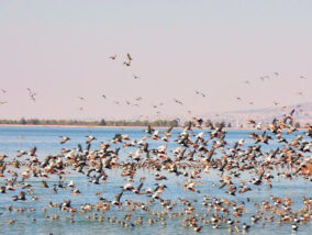 LA DESECACIÓN DEL LAGO NABOR CARRILLO: UN ECOCIDIO PARA LAS AVES ACUÁTICAS
