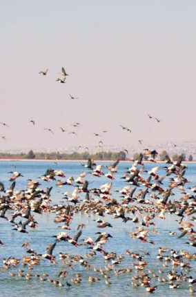 LA DESECACIÓN DEL LAGO NABOR CARRILLO: UN ECOCIDIO PARA LAS AVES ACUÁTICAS