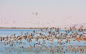 LA DESECACIÓN DEL LAGO NABOR CARRILLO: UN ECOCIDIO PARA LAS AVES ACUÁTICAS