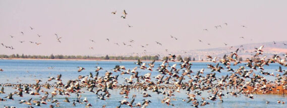 LA DESECACIÓN DEL LAGO NABOR CARRILLO: UN ECOCIDIO PARA LAS AVES ACUÁTICAS