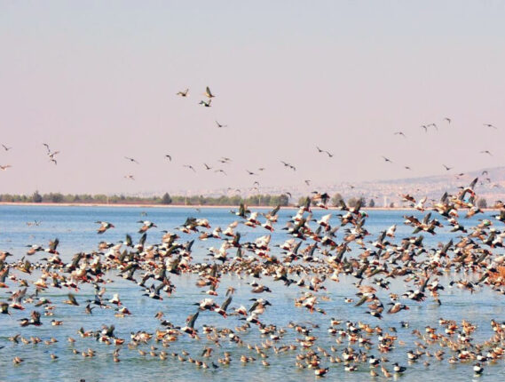 LA DESECACIÓN DEL LAGO NABOR CARRILLO: UN ECOCIDIO PARA LAS AVES ACUÁTICAS