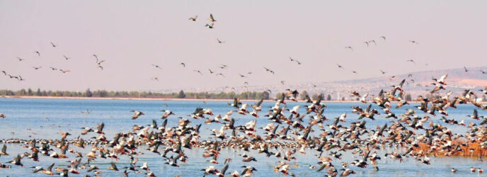 LA DESECACIÓN DEL LAGO NABOR CARRILLO: UN ECOCIDIO PARA LAS AVES ACUÁTICAS