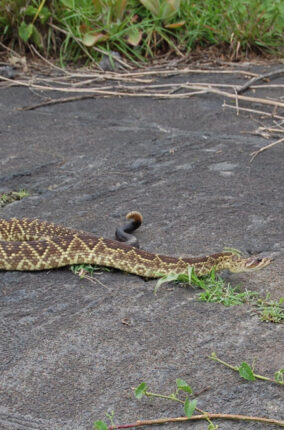 SERPIENTES VENENOSAS