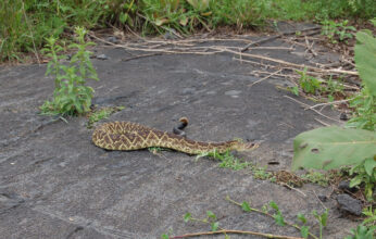 SERPIENTES VENENOSAS