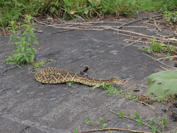 SERPIENTES VENENOSAS