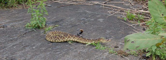 SERPIENTES VENENOSAS