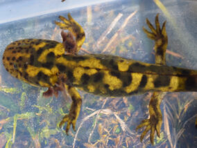 LOS AJOLOTES DE MONTAÑA