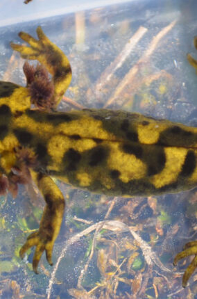 LOS AJOLOTES DE MONTAÑA