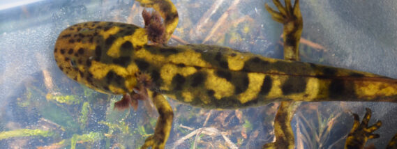 LOS AJOLOTES DE MONTAÑA