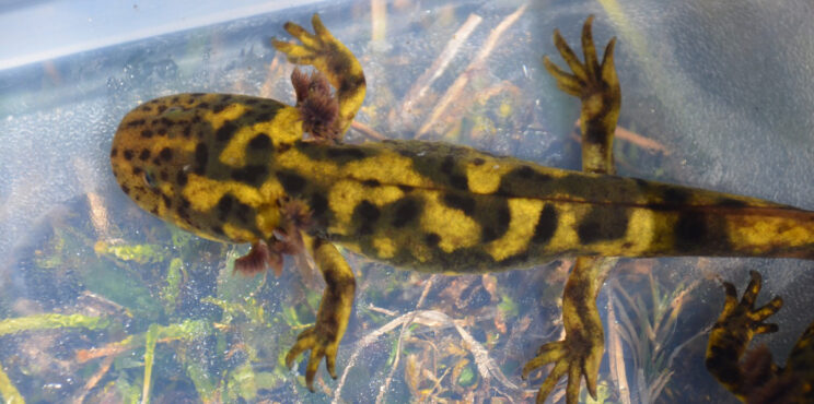 LOS AJOLOTES DE MONTAÑA