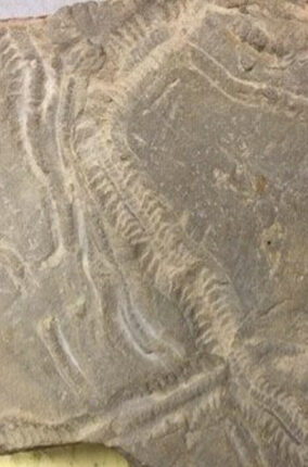 HUELLAS Y RASTROS DE SERES DEL PASADO