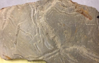 HUELLAS Y RASTROS DE SERES DEL PASADO