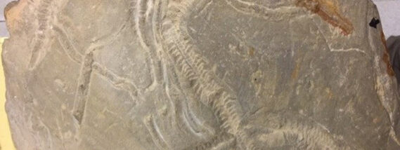 HUELLAS Y RASTROS DE SERES DEL PASADO