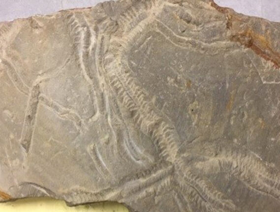 HUELLAS Y RASTROS DE SERES DEL PASADO