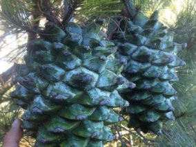 LOS PINOS DE MÉXICO PARTE 2