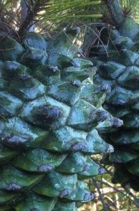 LOS PINOS DE MÉXICO PARTE 2