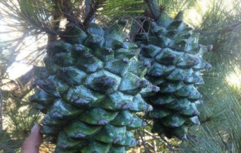 LOS PINOS DE MÉXICO PARTE 2