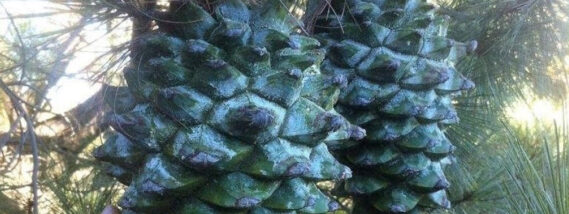 LOS PINOS DE MÉXICO PARTE 2