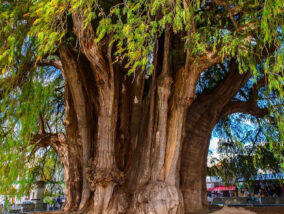 EL AHUEHUETE: EL ARBOL NACIONAL