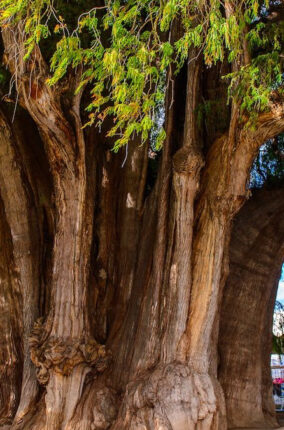EL AHUEHUETE: EL ARBOL NACIONAL