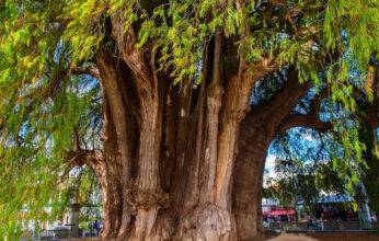 EL AHUEHUETE: EL ARBOL NACIONAL