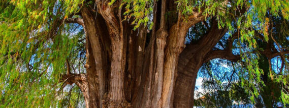 EL AHUEHUETE: EL ARBOL NACIONAL