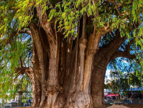 EL AHUEHUETE: EL ARBOL NACIONAL