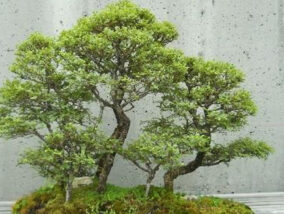 LOS ARBOLES BONSAI