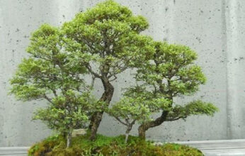 LOS ARBOLES BONSAI LOS ARBOLES BONSAI