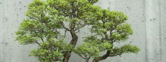 LOS ARBOLES BONSAI